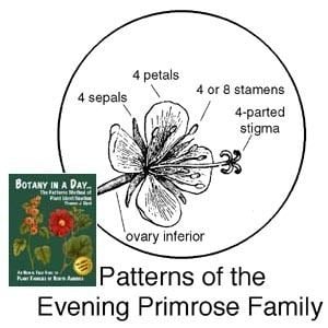 Onagraceae Onagraceae Evening Primrose Family Identify plants flowers and