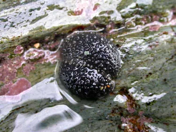 Onchidella celtica MarLIN The Marine Life Information Network Celtic sea slug