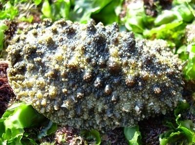Onchidium The Sea Slug Forum Marine Pulmonate slugs