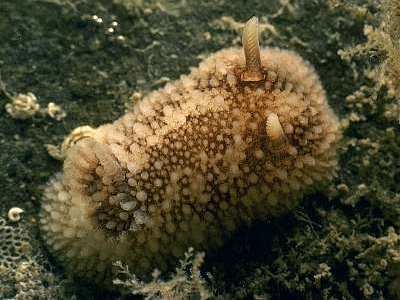 Onchidoris Onchidoris bilamellata Marine Life Encyclopedia