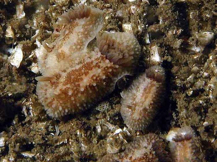 Onchidoris bilamellata MarLIN The Marine Life Information Network A sea slug