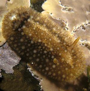 Onchidoris bilamellata The Sea Slug Forum Onchidoris bilamellata