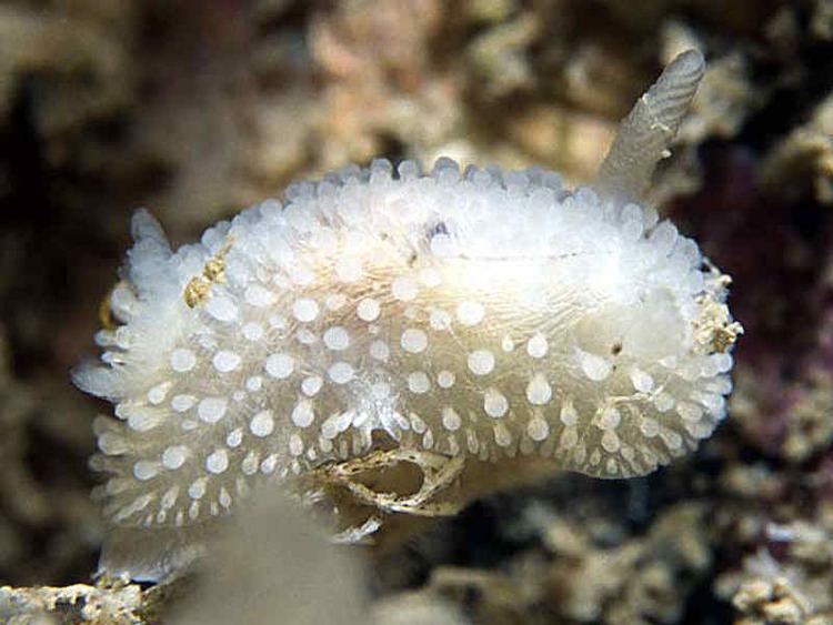 Onchidoris muricata MarLIN The Marine Life Information Network A sea slug