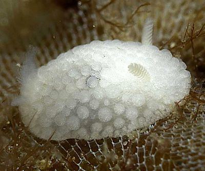 Onchidoris muricata The Sea Slug Forum Onchidoris muricata