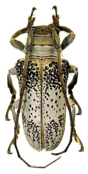 Oncideres Genus Oncideres Lacordaire 1830 Cerambycidae