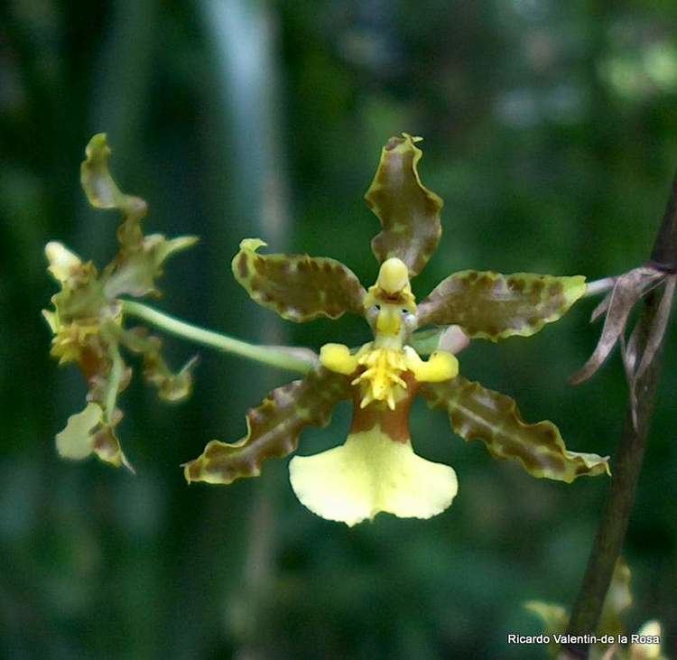 Oncidium altissimum Ricardo39s Blog Oncidium altissimum a native orchid with very