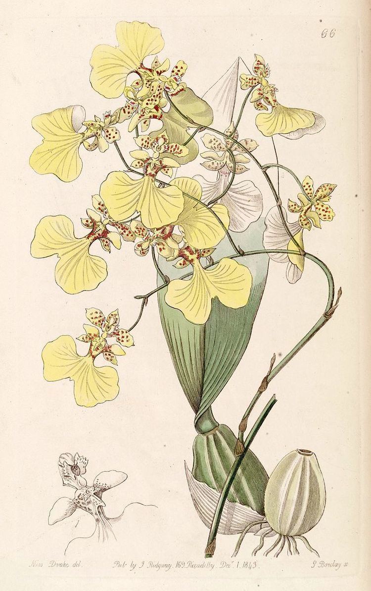 Oncidium bicolor