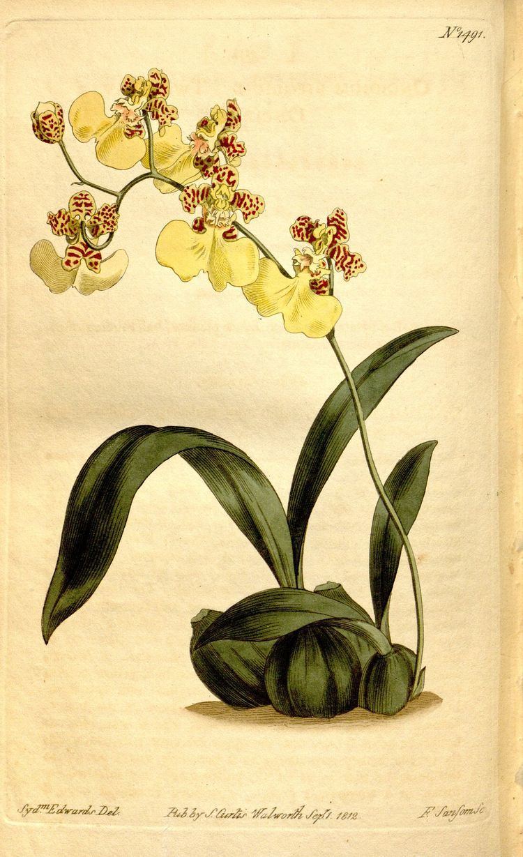 Oncidium bifolium httpsuploadwikimediaorgwikipediacommonsthu