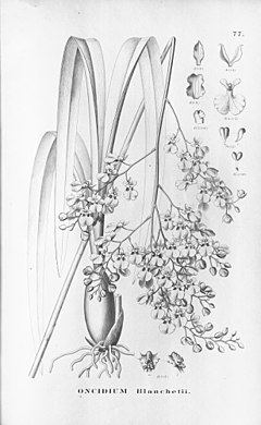 Oncidium blanchetii httpsuploadwikimediaorgwikipediacommonsthu