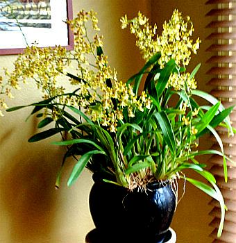 Oncidium orchidcareoncidium