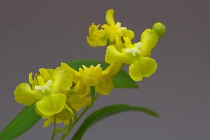 Oncidium cheirophorum Orchid Species Photographs Orchid Species Photographs Oncidium