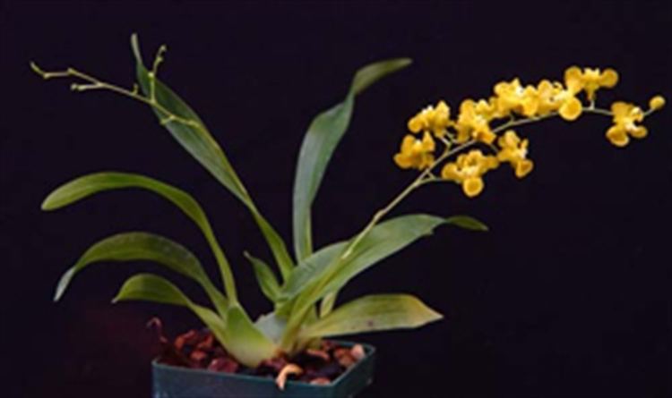 Oncidium cheirophorum Oncidium cheirophorum presented by Orchids Limited