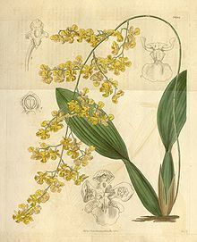 Oncidium cornigerum httpsuploadwikimediaorgwikipediacommonsthu
