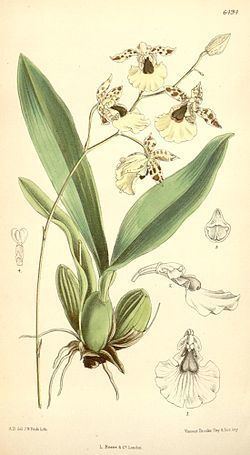 Oncidium dasytyle httpsuploadwikimediaorgwikipediacommonsthu