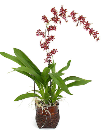 Oncidium Oncidium Orchid Tips and Techniques for Oncidium Orchid Care
