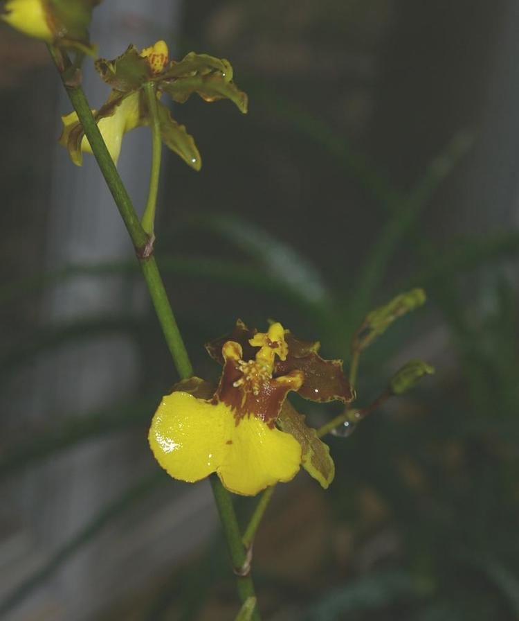 Oncidium ensatum Oncidium ensatum Florida Oncidium Go Orchids