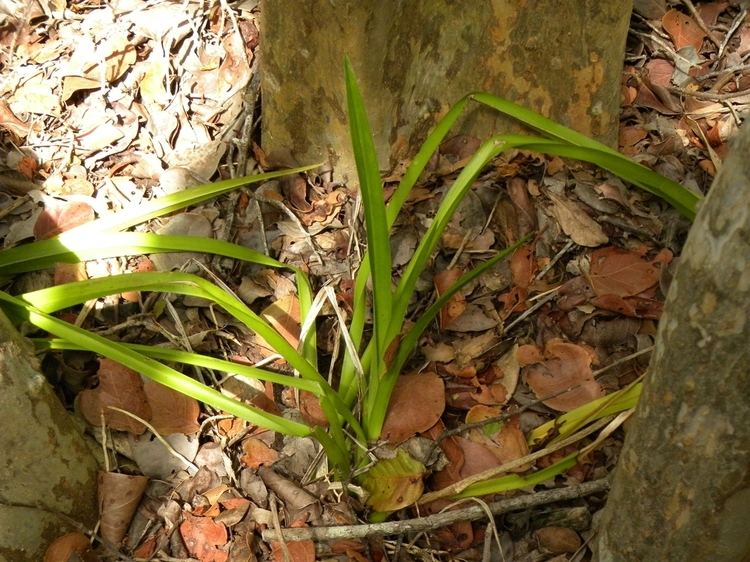 Oncidium ensatum Leon Levy Native Plant Preserve Plant Listings Oncidium ensatum