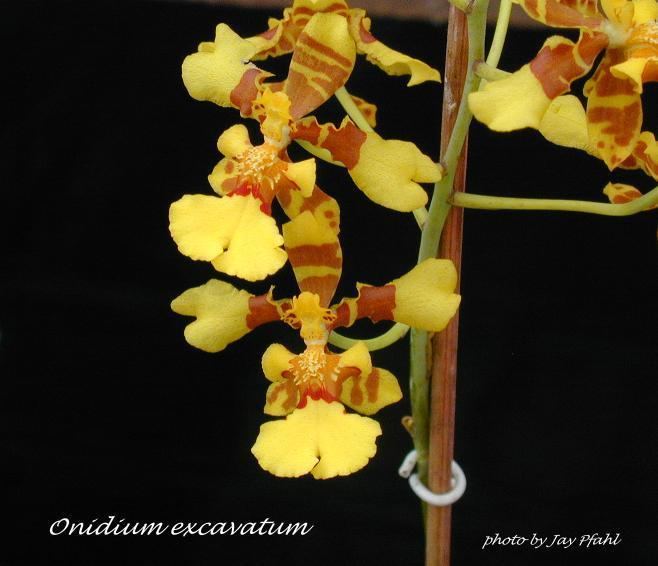 Oncidium excavatum wwworchidspeciescomorphotdironcexcavatumjpg