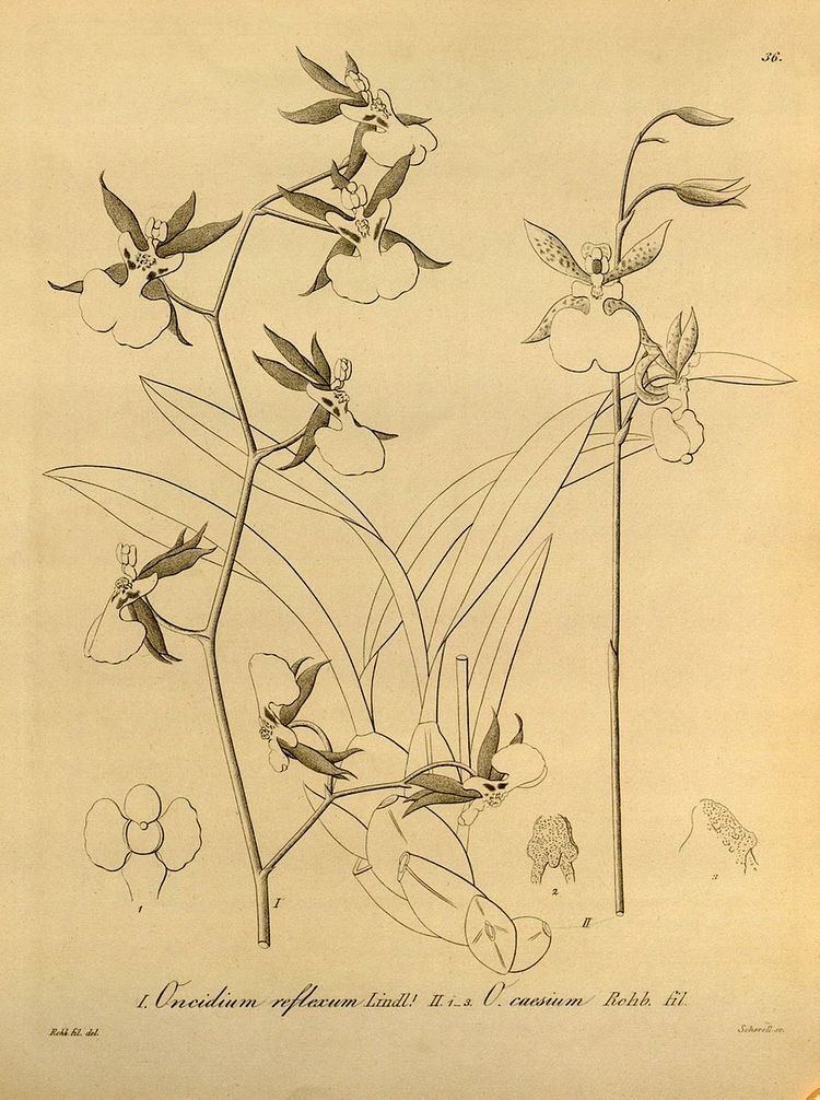Oncidium geertianum