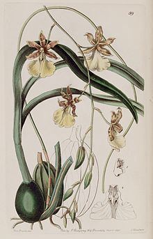 Oncidium graminifolium httpsuploadwikimediaorgwikipediacommonsthu