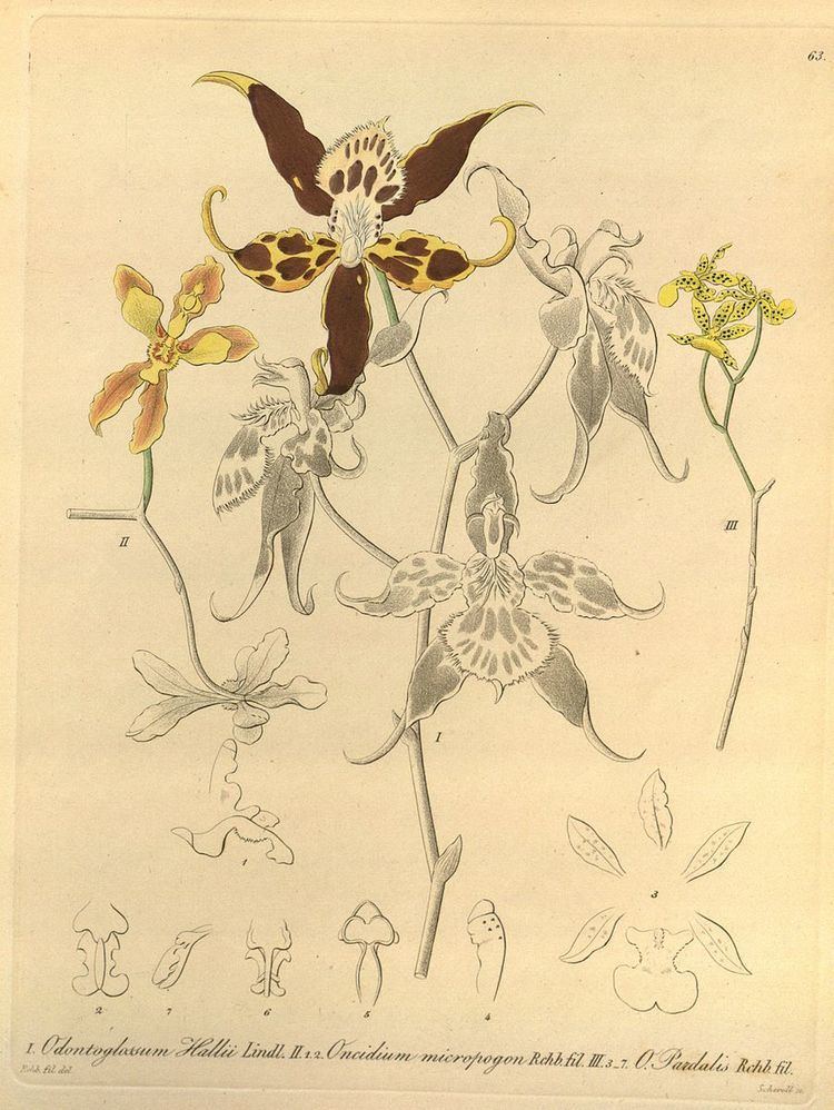 Oncidium lentiginosum