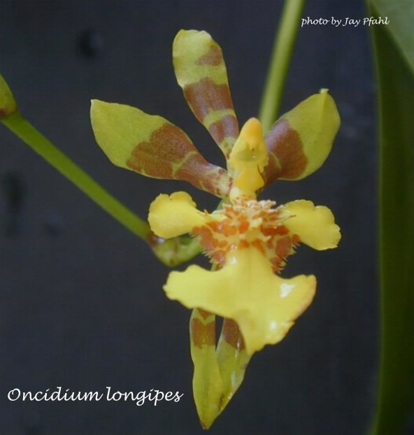 Oncidium longipes wwworchidspeciescomorphotdironcilingipesjpg