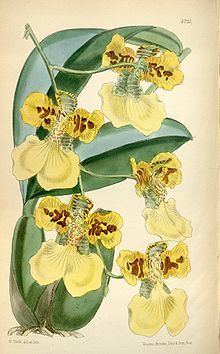 Oncidium marshallianum httpsuploadwikimediaorgwikipediacommonsthu