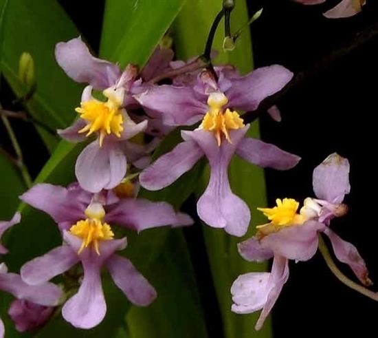 Oncidium ornithorhynchum Oncidium ornithorhynchum presented by Orchids Limited