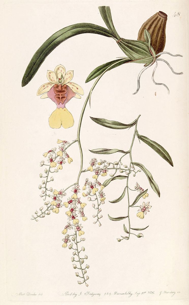 Oncidium raniferum