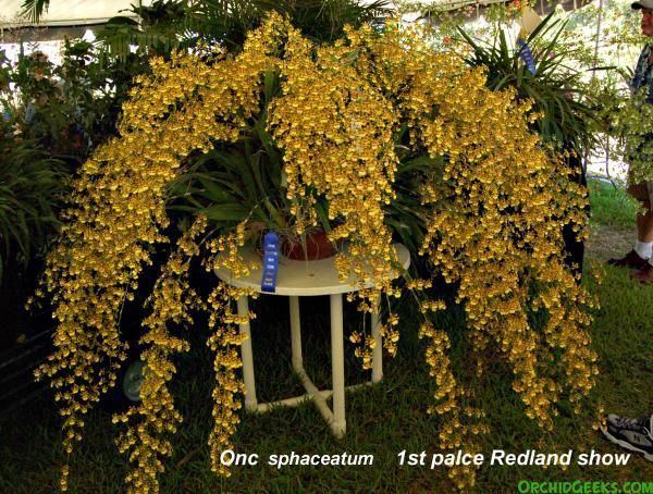 Oncidium sphacelatum Oncidium sphacelatum Orchid Forum Orchid Care