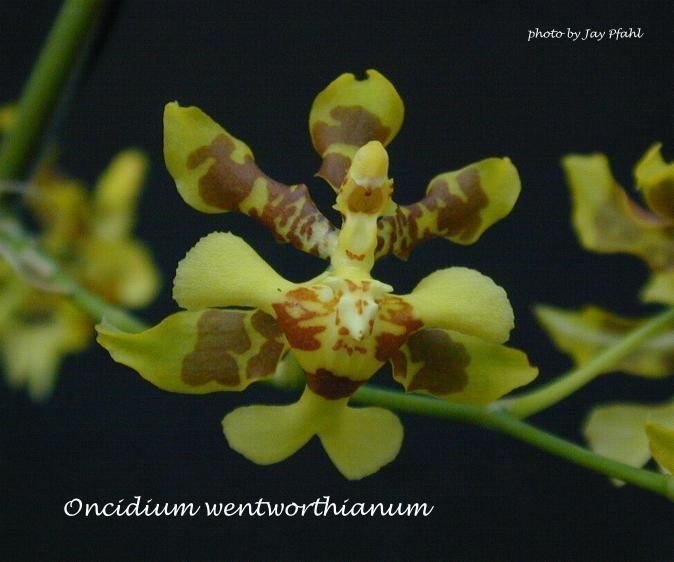 Oncidium wentworthianum wwworchidspeciescomorphotdironcweentworthianumjpg