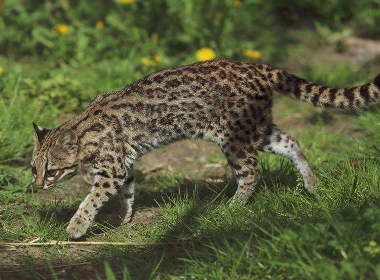 Leopardus tigrinus - Parc des FÃ©lins.jpg