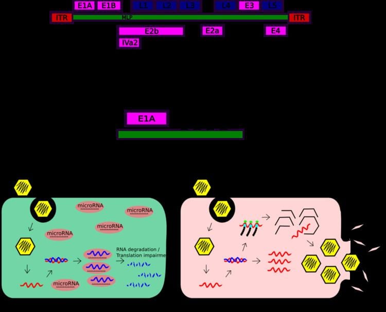 Oncolytic adenovirus