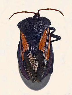 Oncomeris flavicornis httpsuploadwikimediaorgwikipediacommonsthu