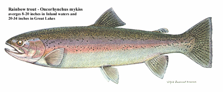 Oncorhynchus Rainbow Trout Oncorhynchus mykiss NYS Dept of Environmental