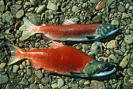 Oncorhynchus httpsuploadwikimediaorgwikipediacommonsthu