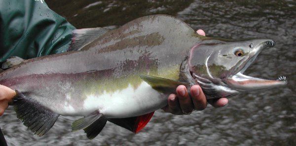 Oncorhynchus Pink Salmon Oncorhynchus gorbuscha FactSheet