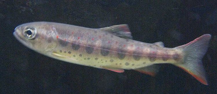 Oncorhynchus masou cherry salmon Oncorhynchus masou FactSheet