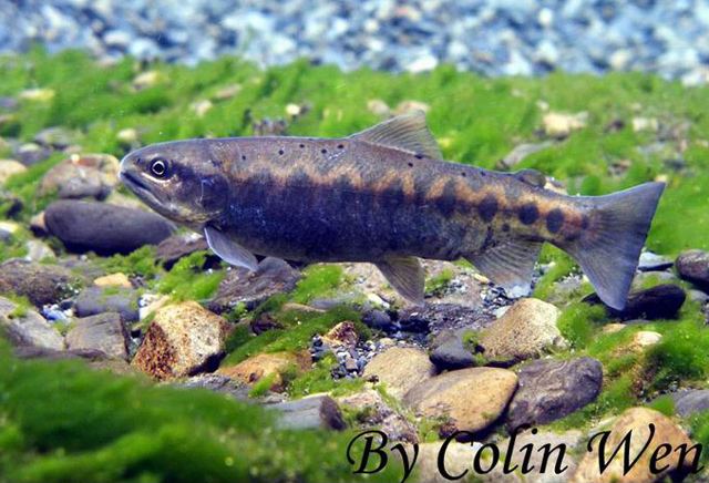 Oncorhynchus masou formosanus Oncorhynchus masou formosanus Colin Wen