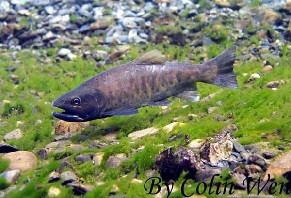 Oncorhynchus masou formosanus MitoFish Oncorhynchus masou formosanus