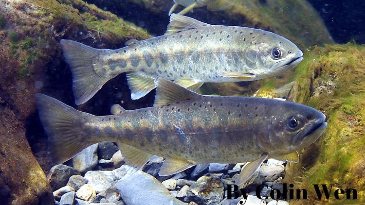 Oncorhynchus masou formosanus Flickr photos tagged masou Picssr