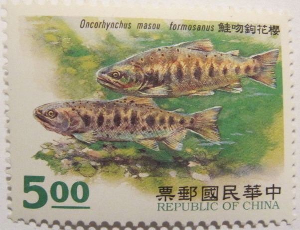 Oncorhynchus masou formosanus Masou Lachs Oncorhynchus masou formosanus Formosan landlocked