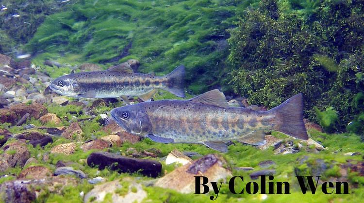 Oncorhynchus masou formosanus Oncorhynchus masou formosanus