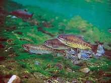 Oncorhynchus masou formosanus httpsuploadwikimediaorgwikipediacommonsthu