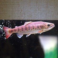 Oncorhynchus masou macrostomus httpsuploadwikimediaorgwikipediacommonsthu