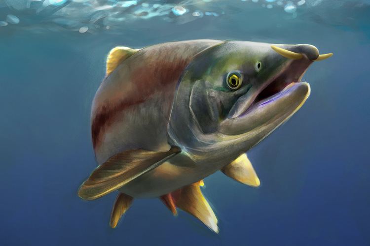 Oncorhynchus rastrosus Sabertoothed salmon were more like warthogs Earth Archives