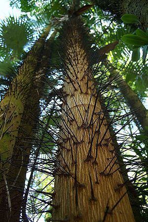 Oncosperma Oncosperma tigillarium Palmpedia Palm Grower39s Guide