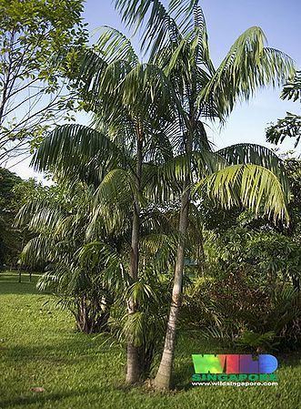 Oncosperma tigillarium Oncosperma tigillarium Palmpedia Palm Grower39s Guide