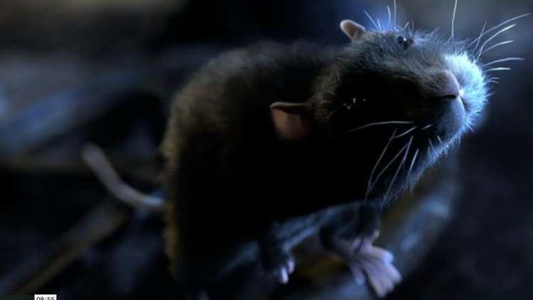 One Rat Short One Rat Short on Vimeo