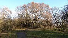 One Tree Hill, Honor Oak httpsuploadwikimediaorgwikipediacommonsthu